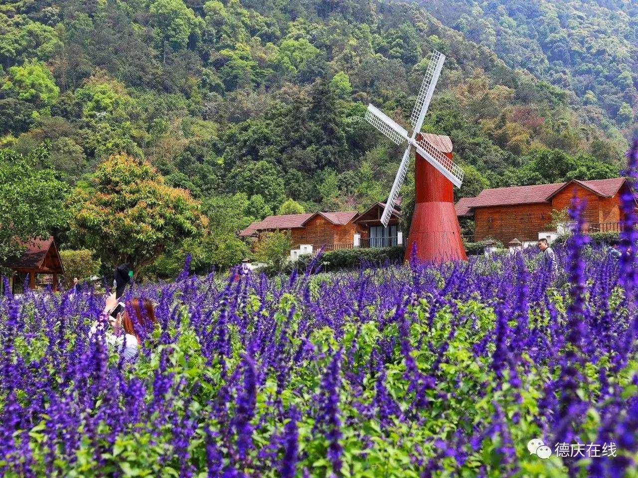 不用去罗平也可以看油菜花,不用去日本也能看的樱花海