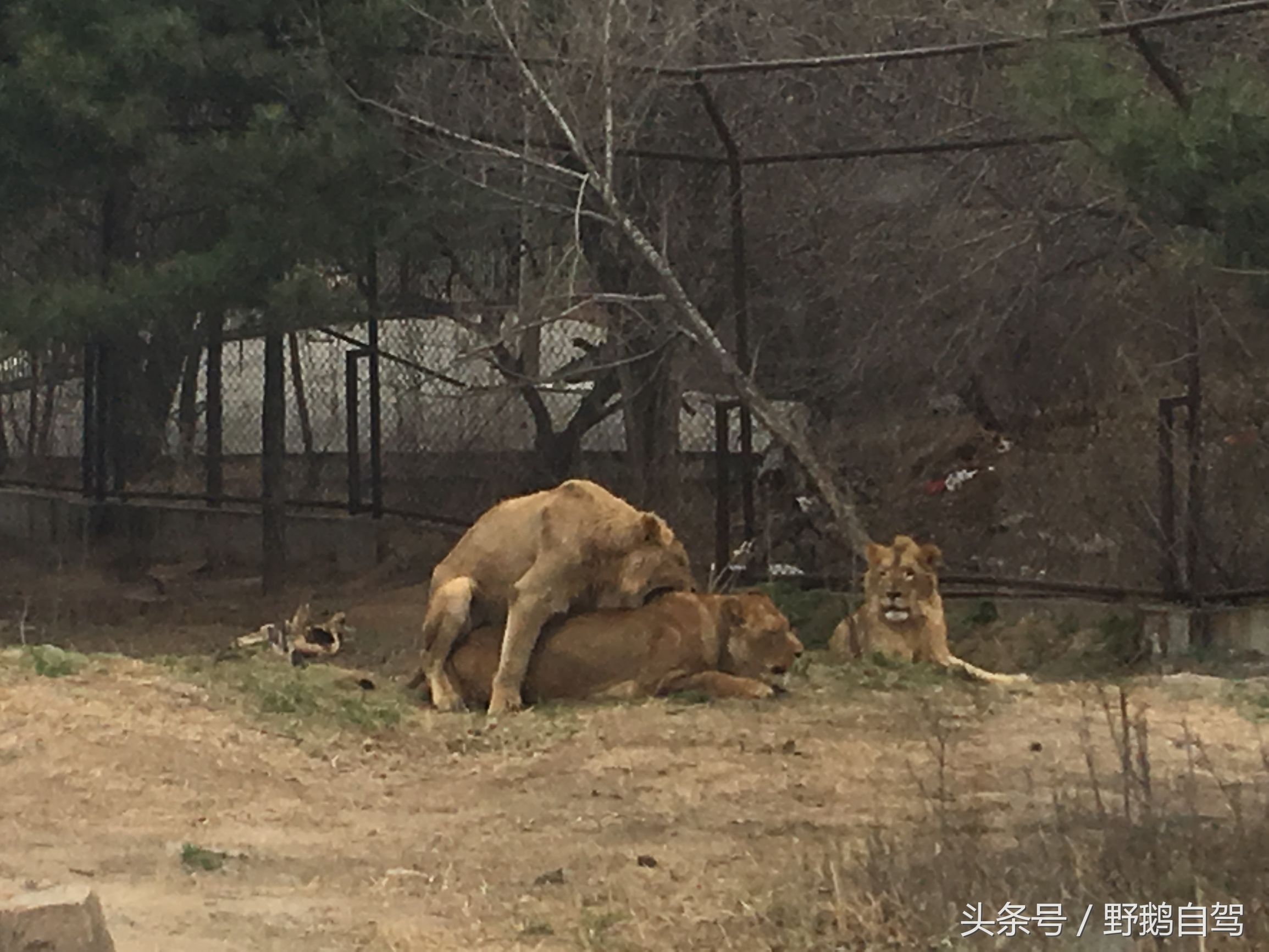 八达岭野生动物园野兽区,八达岭动物园自驾攻略大全