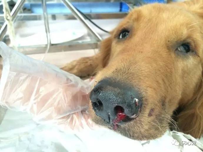 狗狗吃葡萄如何才能保住他的狗命,我家的狗狗养了四年差点死了