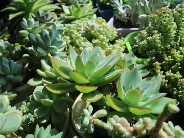 一个脚气患者的真实故事,关于癣有趣的故事