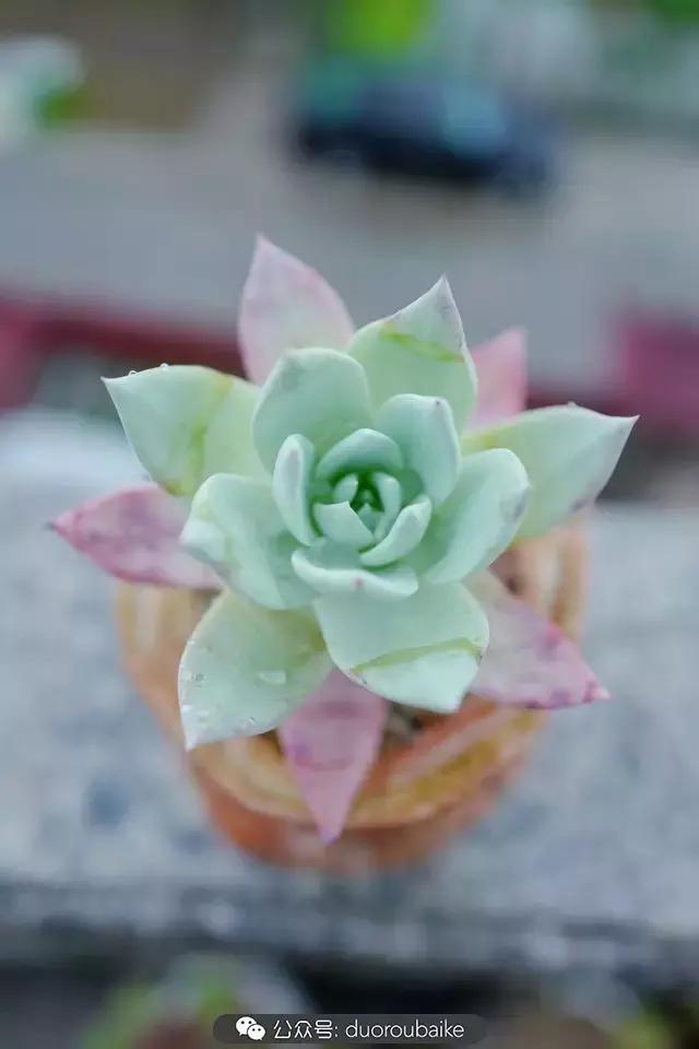 娇艳欲滴的多肉植物,春雨中多肉图片大全