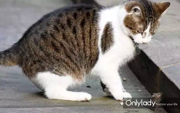 私人飞机？名牌包包？明星合影？这些宠物竟然这么大牌！