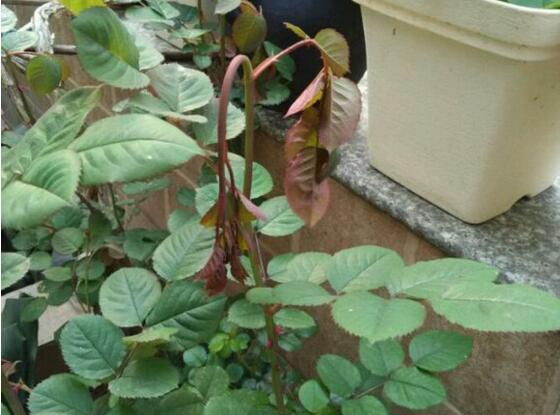 关于养花的“十大问题”,养花过程遇到的问题怎么解决