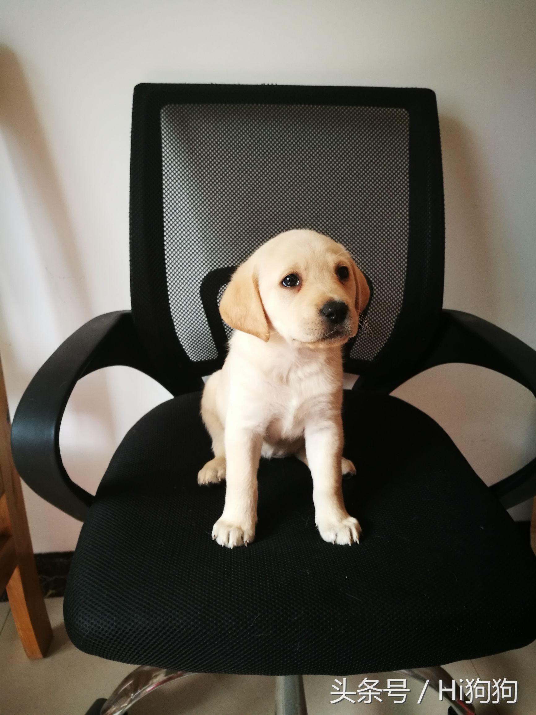 拉布拉多领养现场选出新主人,大骨架拉布拉多幼崽领养