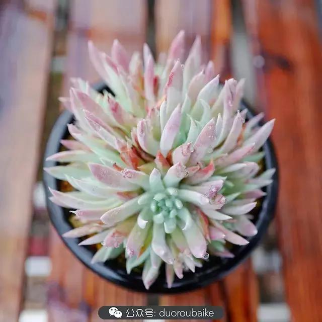 春雨多肉精品,包邮区的多肉