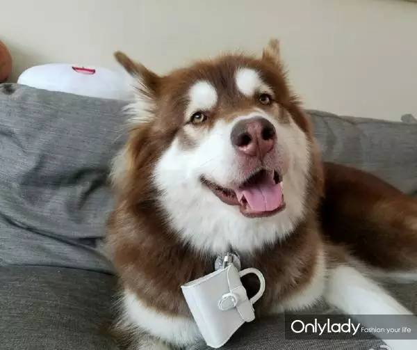 私人飞机？名牌包包？明星合影？这些宠物竟然这么大牌！