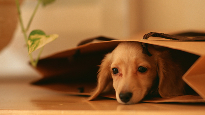 狗狗饲养100问之18:狗狗被烫伤,你会怎么办?