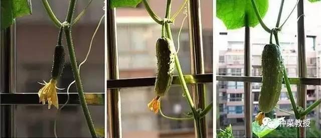 阳台黄瓜种植间距多少合适,阳台种植黄瓜视频教程
