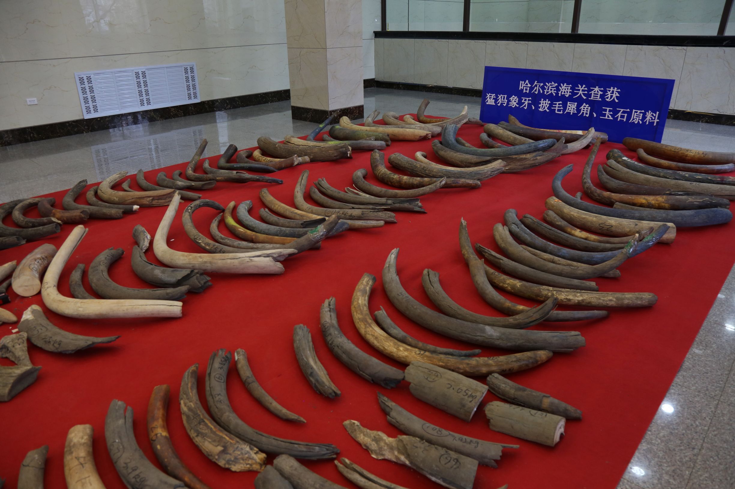 海关破获猛犸象牙,哈尔滨海关查获猛犸象牙