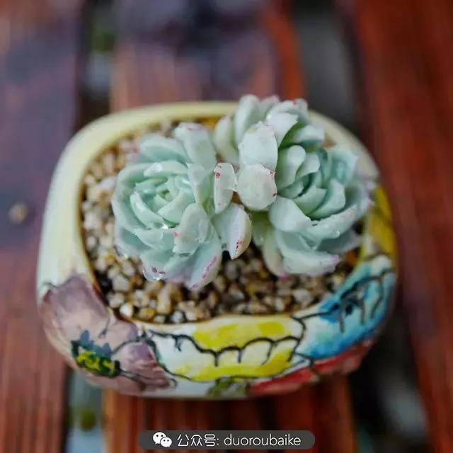 春雨多肉精品,包邮区的多肉