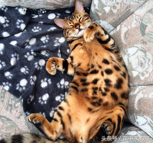 一只叫Thor的孟加拉猫……帅炸!网友直呼买不起