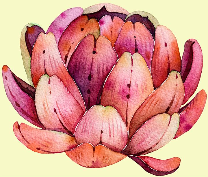 多肉植物如何防治病害,多肉植物病害处理视频