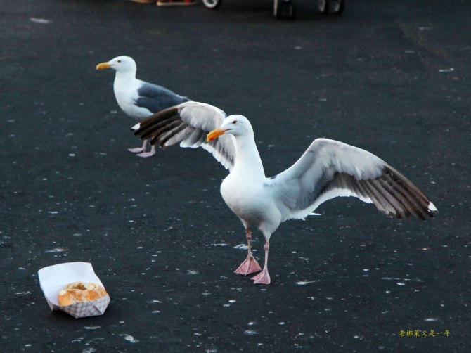心在路上中文版,心在路上完整版教程