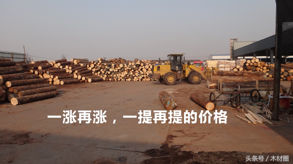 木材价格行情最新报价大全,木材价格官方行情网最新