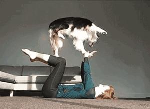 边牧这么聪明为什么很少人养,边牧太胆小了什么都教不会