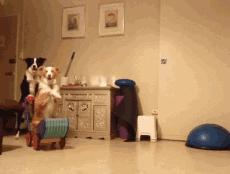 边牧这么聪明为什么很少人养,边牧太胆小了什么都教不会