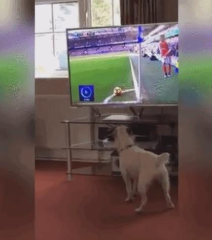 我们只有“吸螺与没吸”！段子中国，正段段切去中国的梅西与C罗