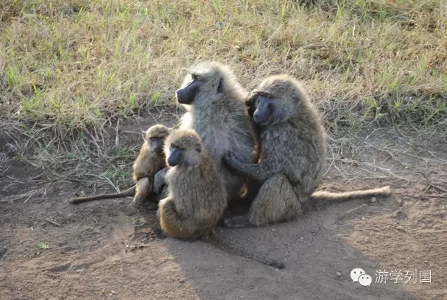 一生必去一次的非洲坦桑尼亚｜回归狂野