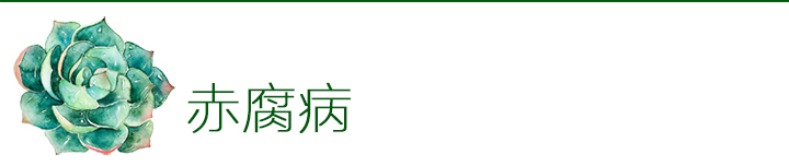 多肉植物如何防治病害,多肉植物病害处理视频
