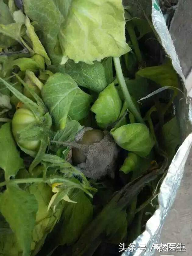 番茄灰霉怎么样发生的,番茄灰霉的病因是怎么造成的