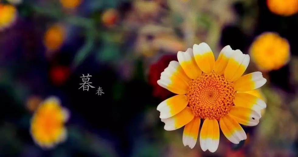 春季繁花盛开诗词,诗词鉴赏品读好诗词