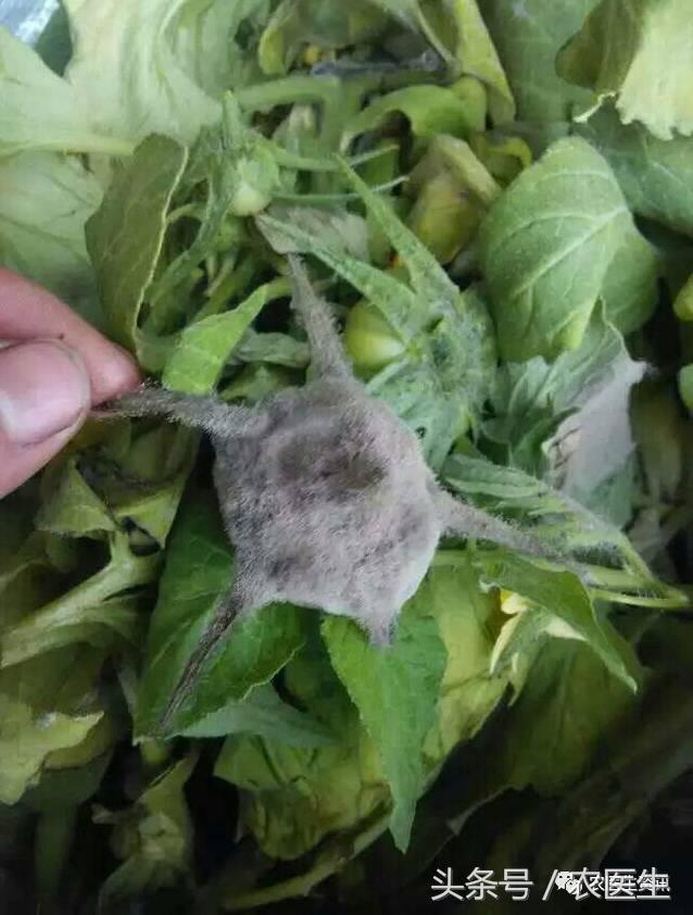 番茄灰霉怎么样发生的,番茄灰霉的病因是怎么造成的