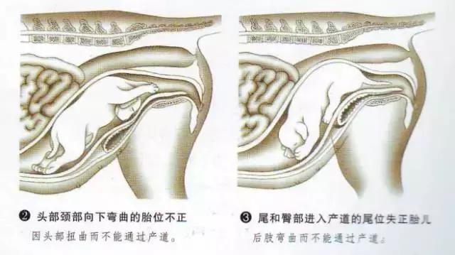 老板我要请假！不是因为我病了，而是因为我家狗要生啦