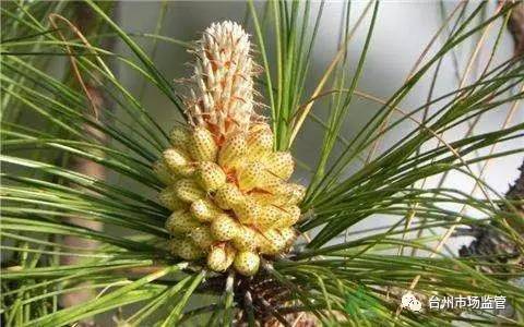 正宗天下第一粉是真的吗,天下第一粉真的假的