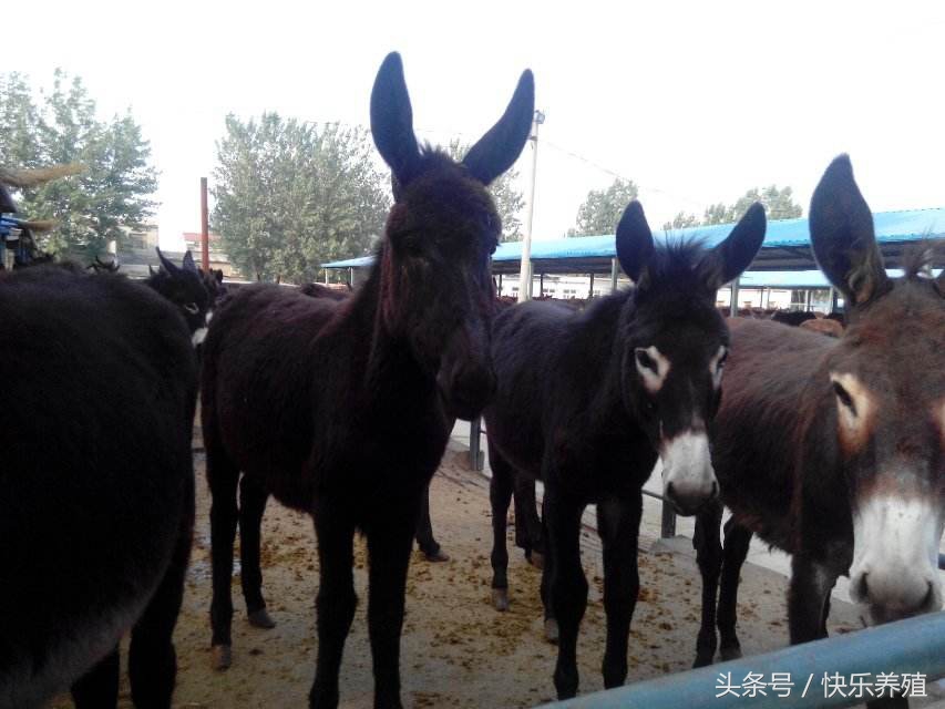 养驴基地驴苗价格,驴苗一只多少钱养驴风险大不大