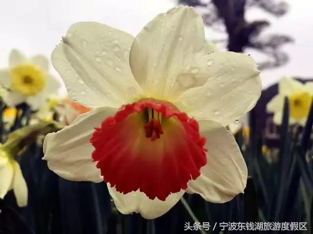 南苑花博园郁金香,除了郁金香还有什么花好看