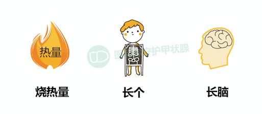 守护甲状腺的科普,保护甲状腺吃什么食物好