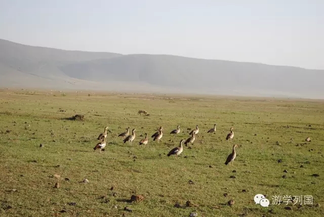 一生必去一次的非洲坦桑尼亚｜回归狂野
