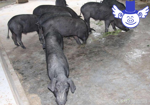 猪舍怎样设计合理,猪舍如何建造更好些