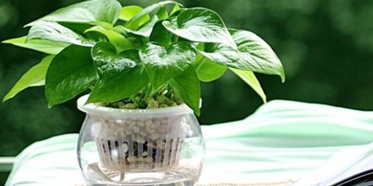 绿萝烂根怎么办快速补救,绿萝烂根了用什么方法可以救活