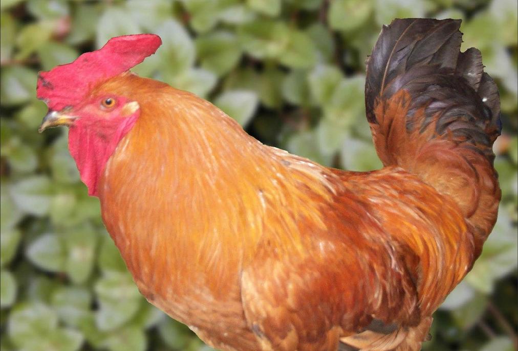 梦见成群的鸡是什么意思,梦见鸡猪成群是咋回事