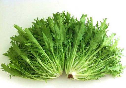 野菜致富项目,野菜种植创业项目方案