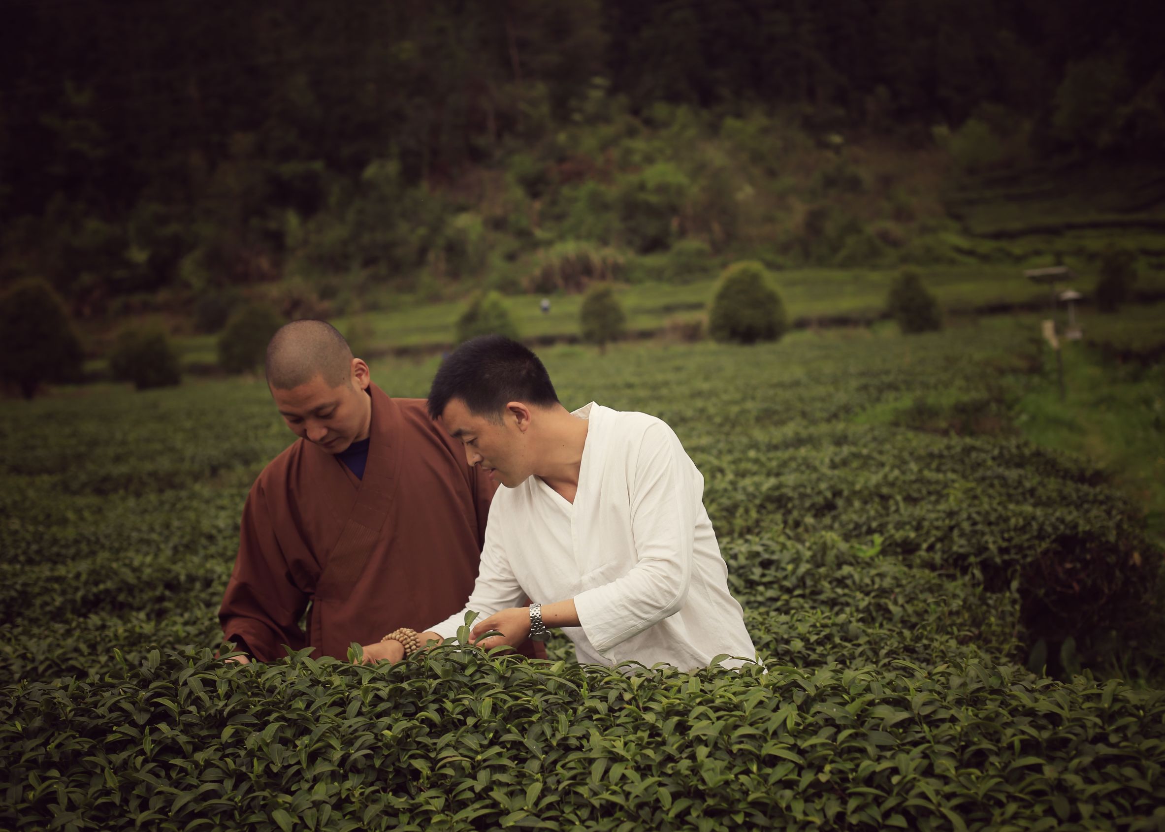 一个四月下午，一个僧人，一个茶商的故事