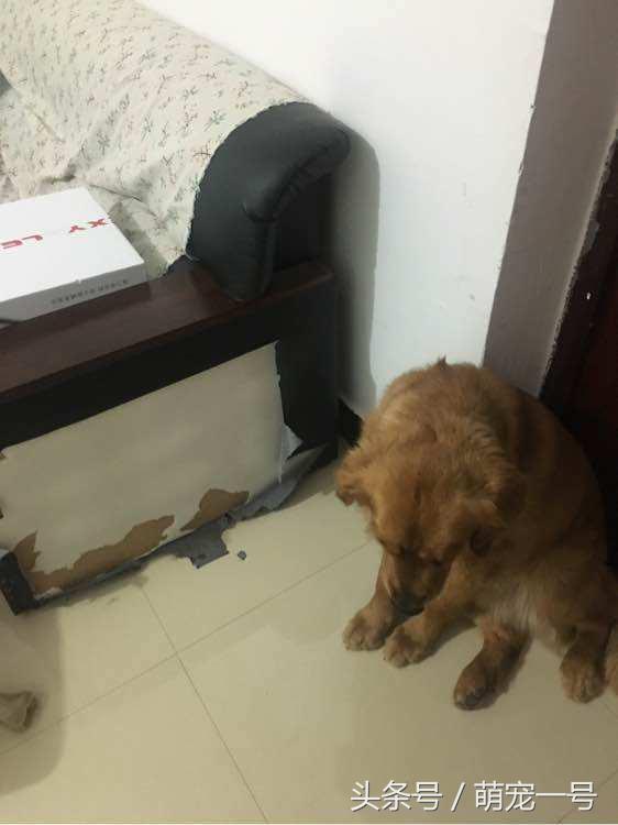 第一次带女朋友回家住，金毛这货就吃醋把家给拆了！