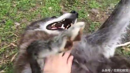 你确定你还是只狼吗？还是好好当你的哈士奇吧！