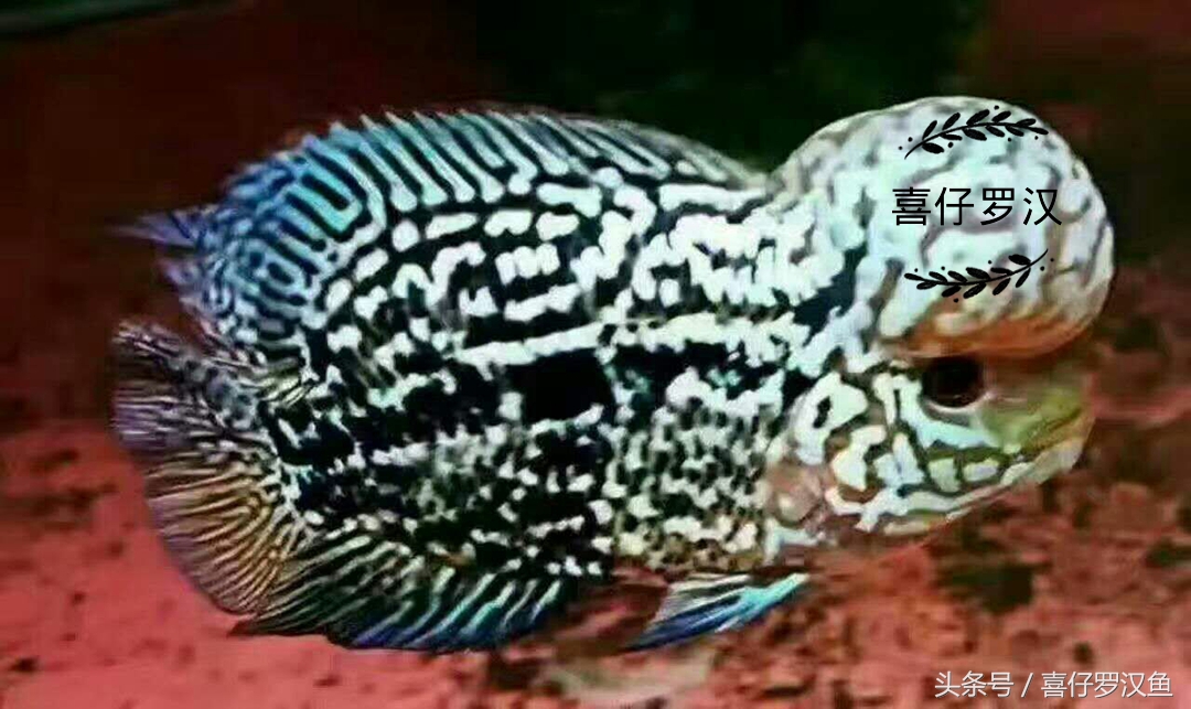 罗汉鱼新鱼到家拉白便,罗汉鱼常见病及图片