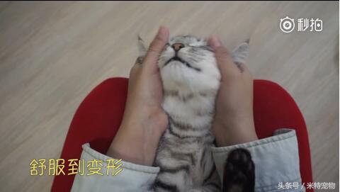 妹子终于如愿狠狠地撸猫咪，猫咪：谁让你停的