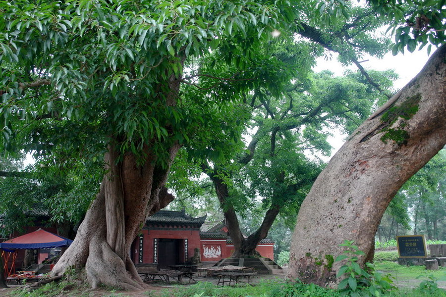 *光烈梁**故乡,中国麦冬名城:四川三台
