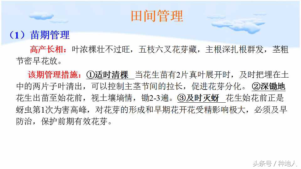 马上开始播种花生,快要种花生了