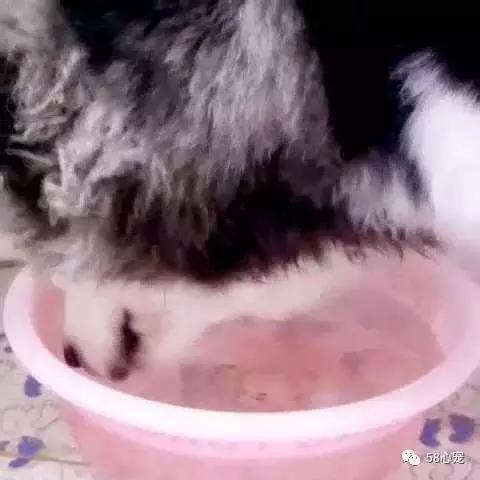 我是怎样把狗狗养死的（二）：我只是给它洗了个澡啊