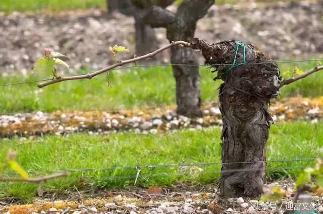 为什么有的法国葡萄酒才卖20块钱,低价葡萄酒和高价葡萄酒咋区别