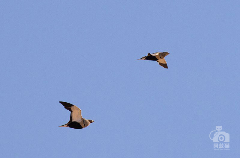 以色列,闯入“禁区”的观鸟人