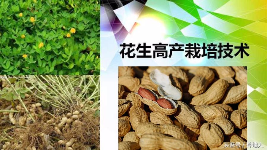 马上开始播种花生,快要种花生了