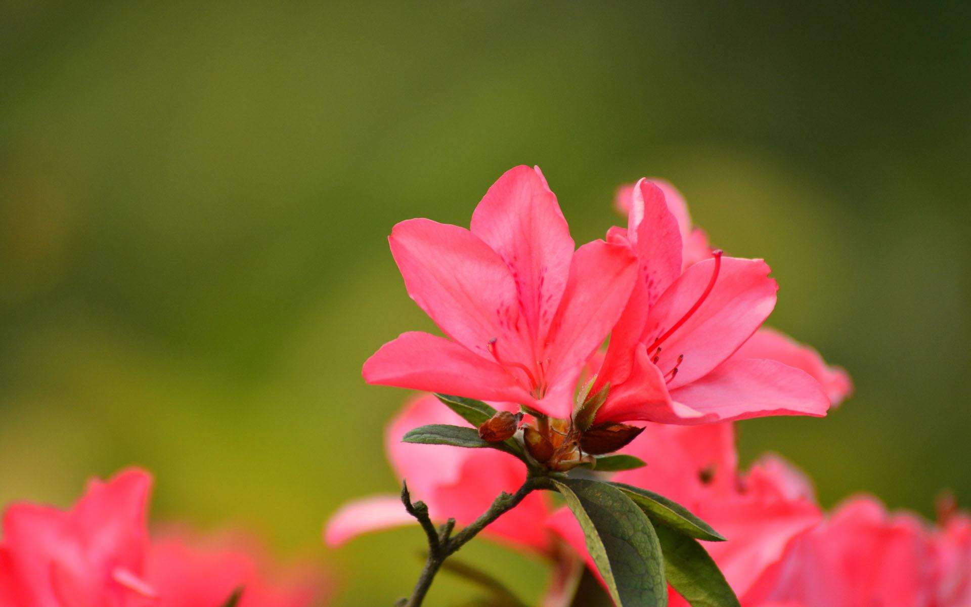 杜鹃掉叶子正常吗,杜鹃出现枯枝怎么办