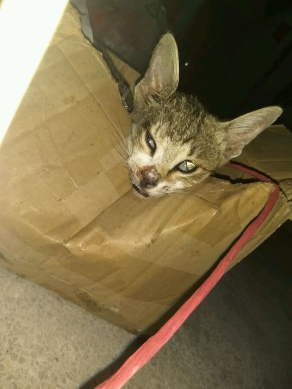 十天前被小狗咬伤了,猫抓伤人后为什么猫死了