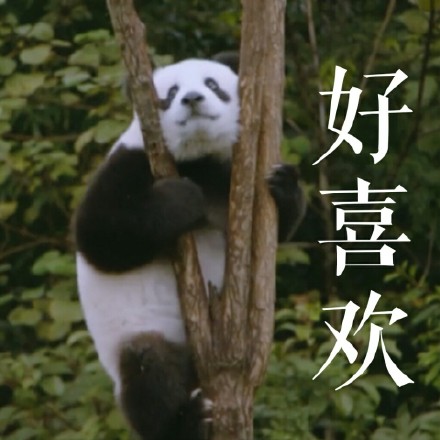 成都美女主播和好莱坞大师共赴大熊猫基地